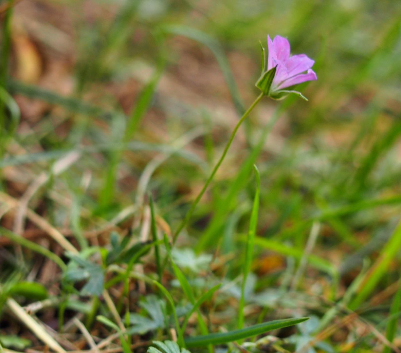 Cranesbill, Long-stalked plant